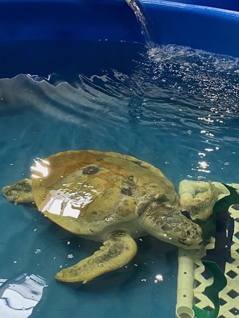 Turtle in a tub – Tin Can Travels